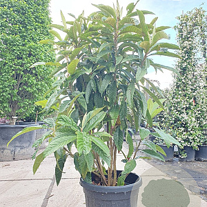 Eriobotrya japonica 125-150 cm 35L