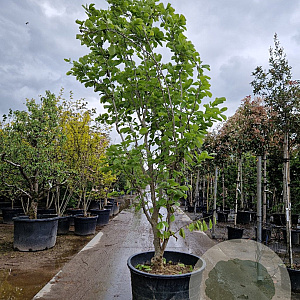 Magnolia denudata 350-400 cm cont. 280L