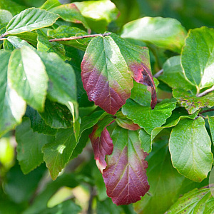 Parrotia persica 'Globosa' 400-450 cm container meerstammig