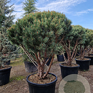 Pinus sylv. 'Watereri' 125-150 cm cont. 110L paraplu