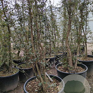 Quercus suber 175-200 cm cont. 130L multi bol
