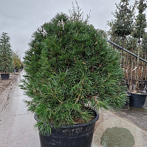 Sciadopitys verticillata 120-140 cm container spiraal