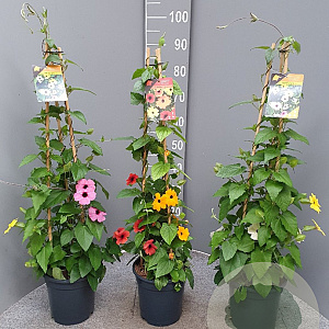 Thunbergia alata 60-80 cm 4,5L piramide