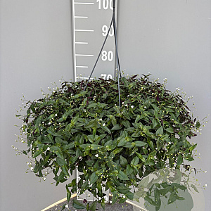 Tradescantia fluminensis GM C6L