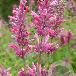 Agastache mex. 'Red Fortune' GM P9