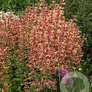 Agastache 'Mango Tango' GM P9