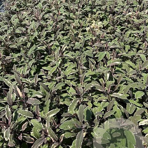 Salvia off. 'Tricolor' GM 2,0L