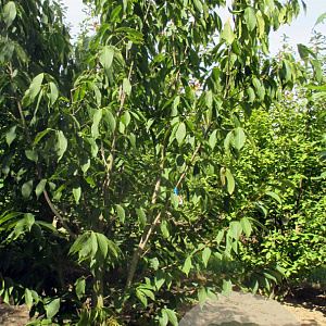 Acer carpinifolium 250-300 cm cont. 150L meerstammig
