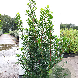 Arbutus unedo 200-250 cm 45L meerstammig