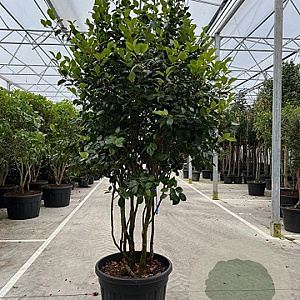 Camellia j. 'Kramer's Supreme' 250-300 cm cont. 150L meerstammig