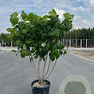 Calycanthus chinensis 200-250 cm cont. 55L meerstammig
