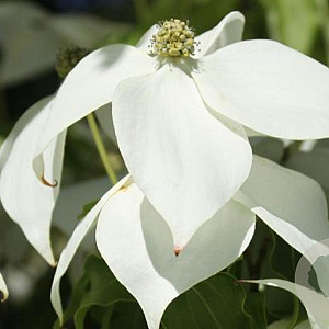 Cornus k. 'Claudia' 250-300 cm cont. 150L meerstammig
