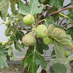 Ficus car. 'Portogallo' 18-20 HA cont. 90L