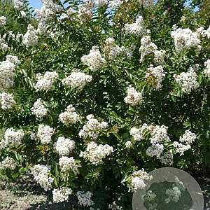 Lagerstroemia i. 'Nivea' 250-300 cm cont. 130L meerstammig