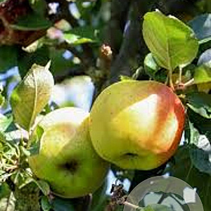 Malus d. 'Golden Pearmain' GM cont. 60L 5 etages HAAGVORM