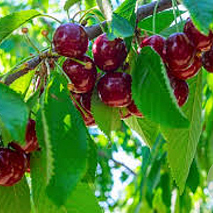Prunus a. 'Stella' GM cont. 60L 5 etages HAAGVORM