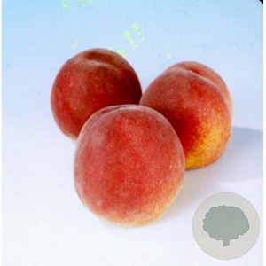 Prunus p. 'Amsden' 14-16 HO Cocoskluit