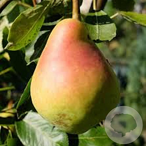 Pyrus c. 'Bella' 14-16 HA cont. 90L