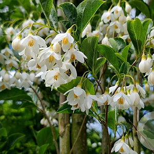 Styrax jap. 'June Snow' 10-12 HO 45L