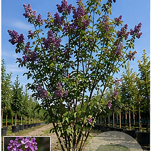 Syringa microphylla 'Superba' 150-175 cm 35L meerstammig