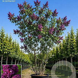 Syringa v. 'Sensation' 175-200 cm 45L meerstammig