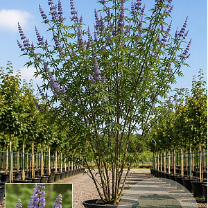 Vitex agnus-castus 250-300 cm cont. 70L meerstammig
