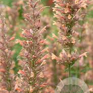 Agastache 'Kolibri' GM P9