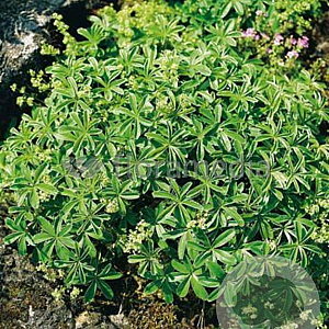 Alchemilla alpina GM P9