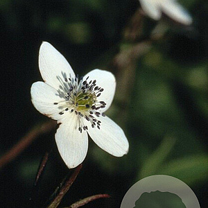 Anemone rivularis GM P9