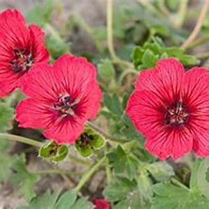 Geranium cin. Jolly Jewel Raspberry GM P9