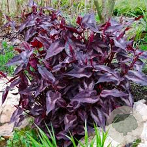 Persicaria micr. 'Red Dragon' GM P9 BIO