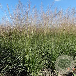 Sporobolus airoides 'Delicatesse' GM P9