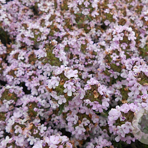 Thymus 'Duftkissen' GM P9