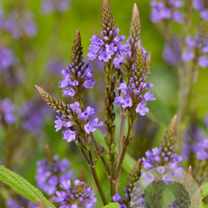 Verbena hastata GM P9