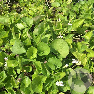 Viola odorata 'Alba' GM P9