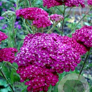 Achillea m. 'Saucy Seduction' GM P9 BIO
