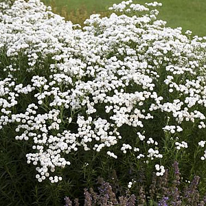 Achillea ptar. 'Peter Cottontail' GM P9 BIO