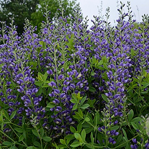 Baptisia 'Blueberry Sundae' GM P9 BIO