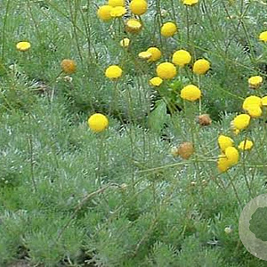 Cotula hispida GM P9 BIO