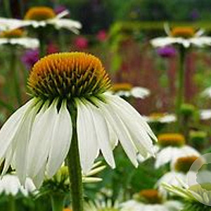 Echinacea p. 'White Swan' GM P9 BIO