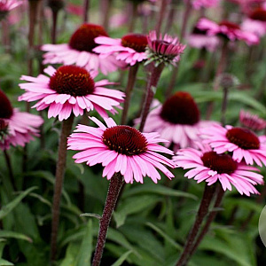 Echinacea 'Sensation Black Pearl' GM P9 BIO
