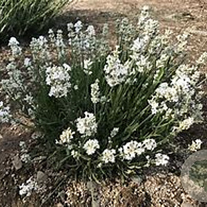 Lavandula ang. 'Nana Alba' GM P9 BIO