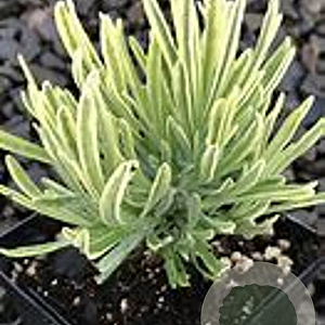 Lavandula ang. Platinum Blonde GM P9 BIO