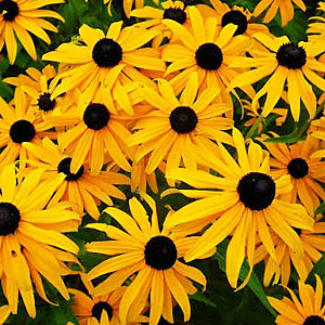 Rudbeckia f. Early Bird Gold GM P9 BIO