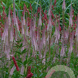 Veronicastrum virg. 'Erika' GM P9 BIO