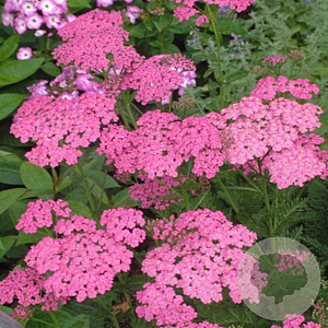 Achillea 'Pretty Belinda' GM P9 BIO