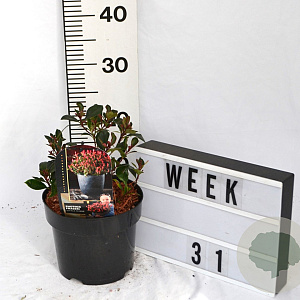 Photinia fraseri 'Little Fenna' 40-60 cm 3,0L