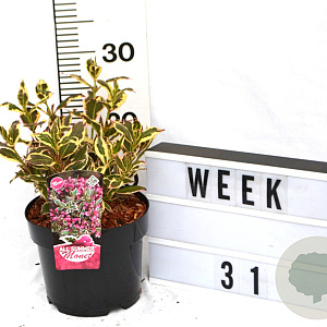 Weigela florida All Summer Monet 40-60 cm 3,0L