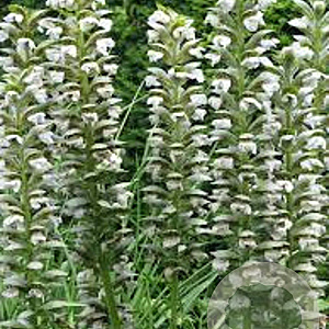 Acanthus mollis 'Rue Ledan' GM P9