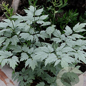Actaea pachypoda Misty Blue GM P9